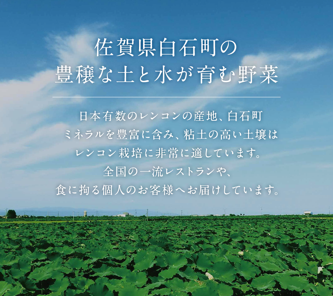 れんこんの名産地！掘りたて！白石れんこん(２kg箱入り)：佐賀県産の