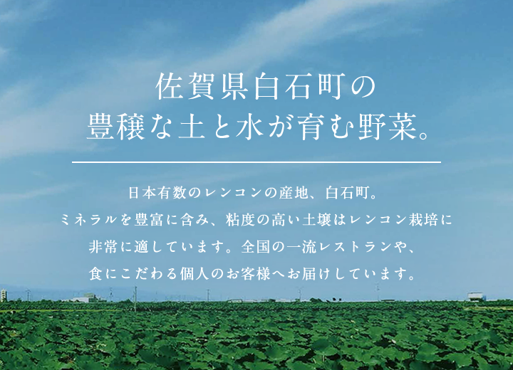 佐賀県白石町のれんこん通販｜黒木農園